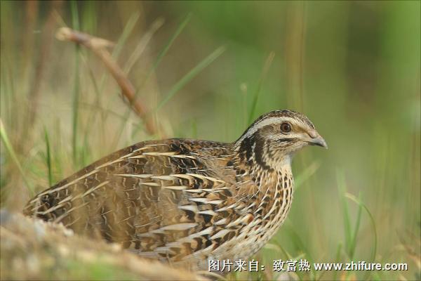 鵪鶉怎么分公母？