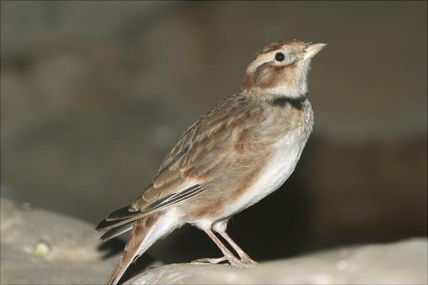 鵪鶉怎么分公母?