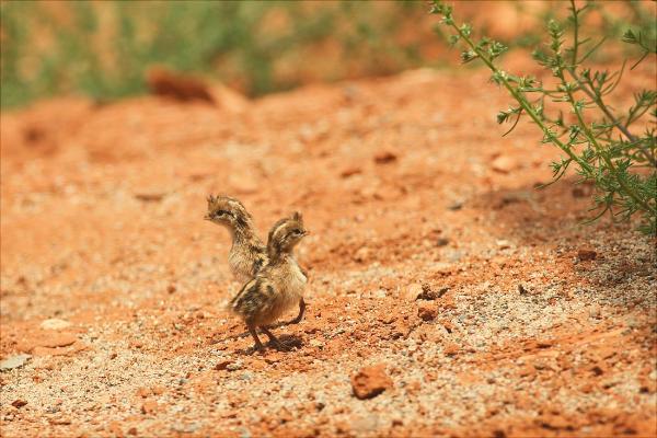 鵪鶉怎么分公母?