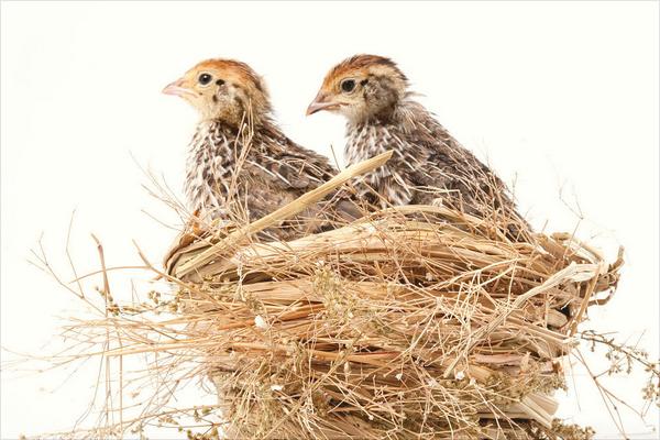 鵪鶉怎么分公母?