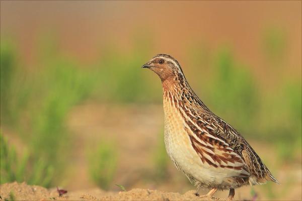 鵪鶉怎么分公母?