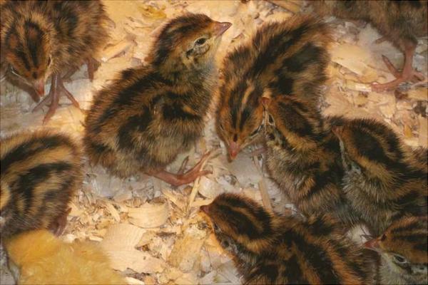 鵪鶉怎么分公母?