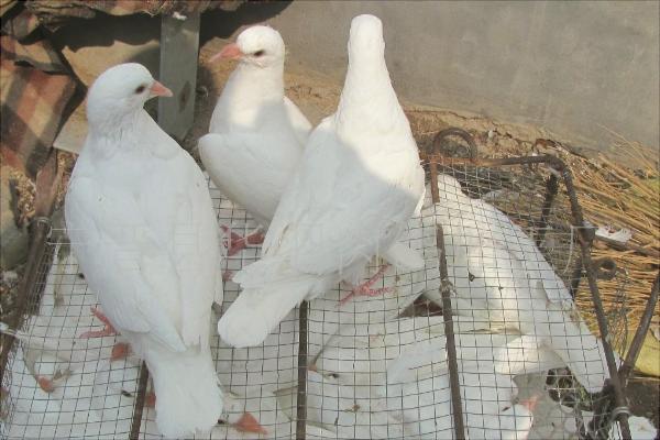 鵪鶉和鴿子的區別是什么？