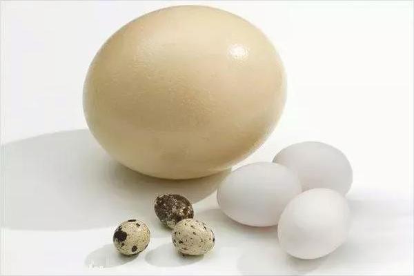 鵪鶉和鴿子的區別是什么？