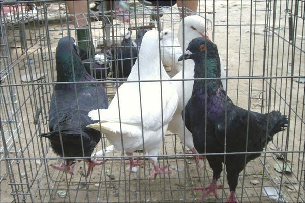 鵪鶉和鴿子的區別是什么？