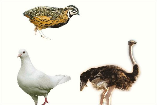 鵪鶉和鴿子的區別是什么？