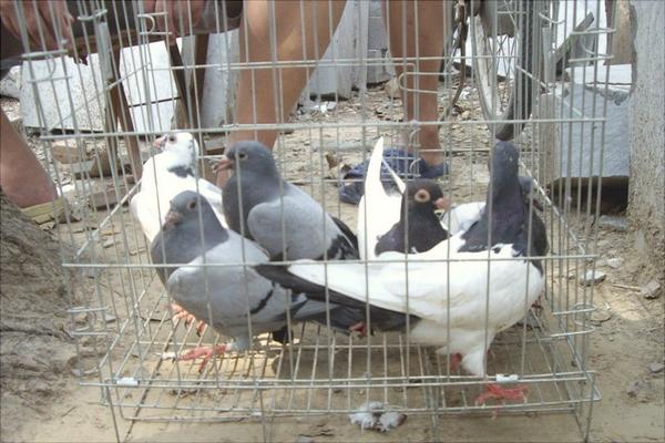 鵪鶉和鴿子的區別是什么？