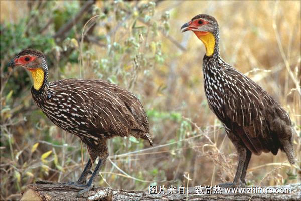 中華鷓鴣人工養殖技術