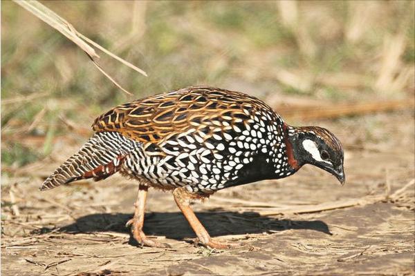 中華鷓鴣人工養殖技術