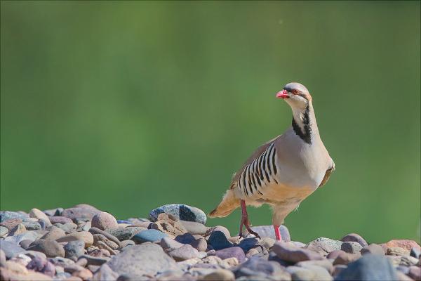 中華鷓鴣人工養殖技術