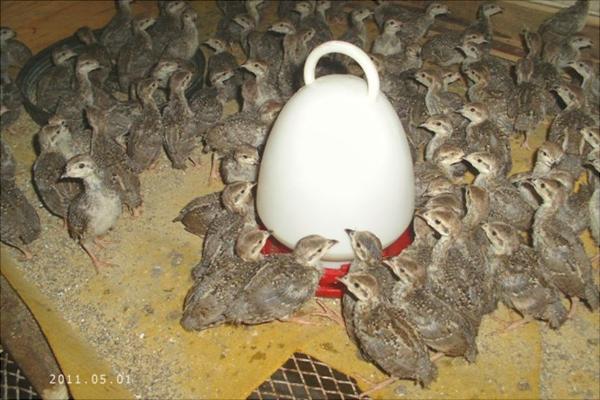 中華鷓鴣人工養殖技術