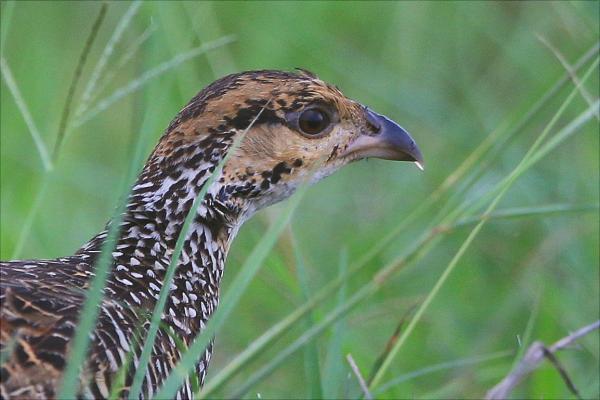 中華鷓鴣人工養殖技術
