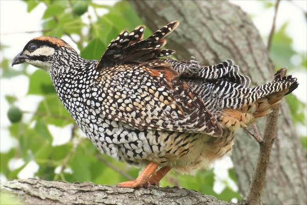 中華鷓鴣人工養殖技術