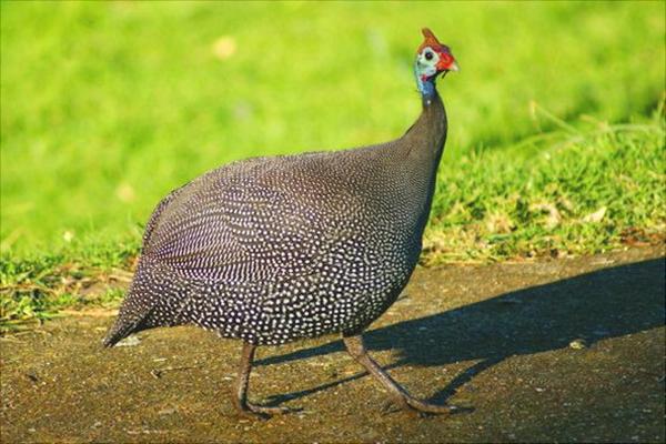 珍珠雞怎么分公母？