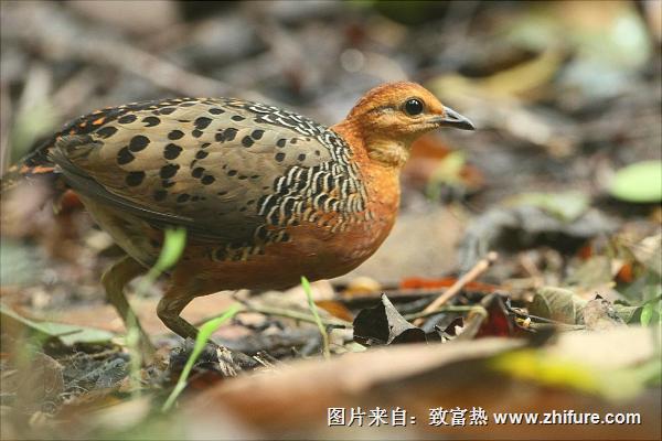 鷓鴣湯的功效與作用