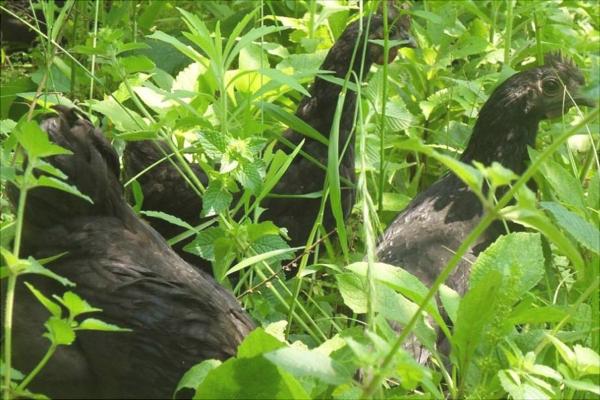 綠殼蛋雞哪個品種好？