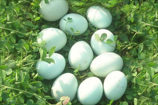 綠殼蛋雞哪個品種好？