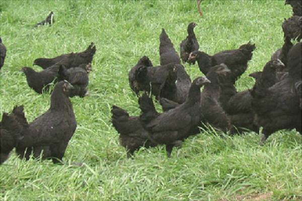 綠殼蛋雞哪個品種好？