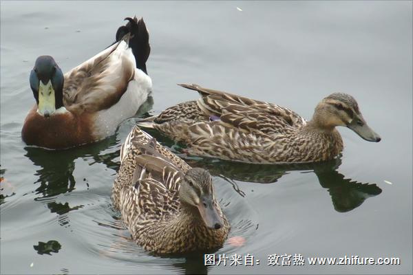 野鴨怎么做好吃？