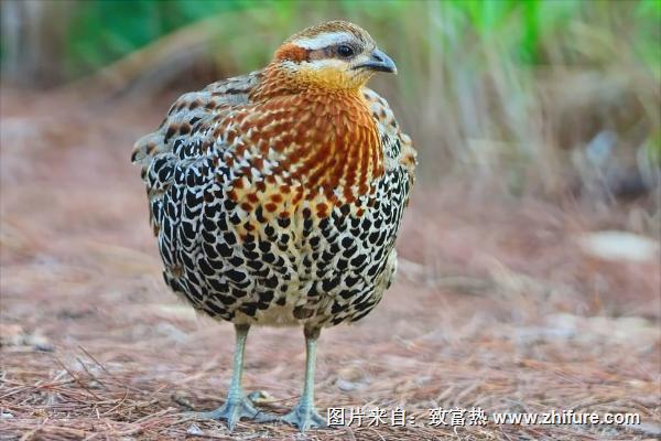 鷓鴣價格多少錢一只？