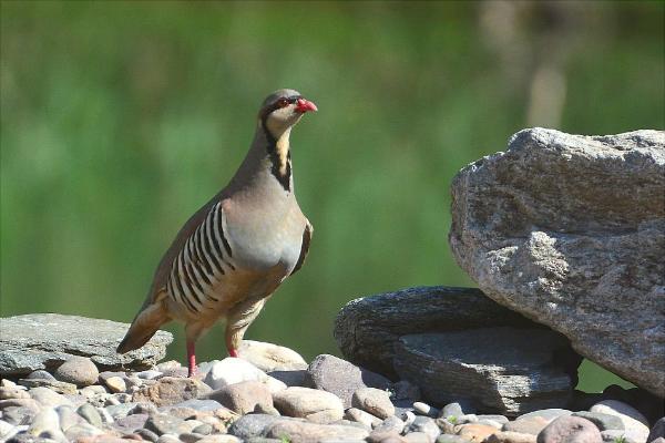 鷓鴣價格多少錢一只?