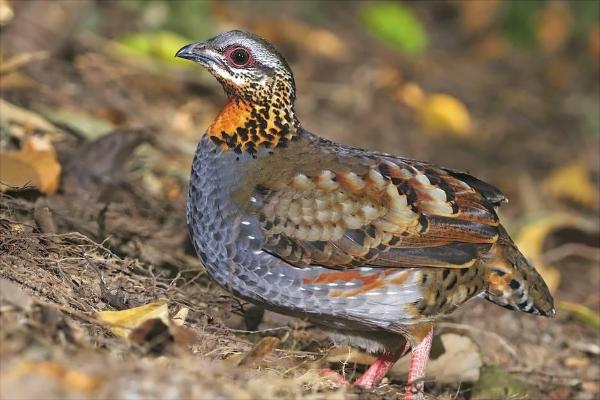 鷓鴣價格多少錢一只?