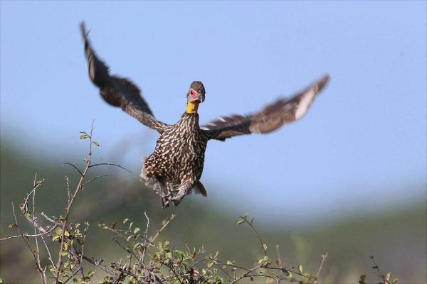 鷓鴣價格多少錢一只?