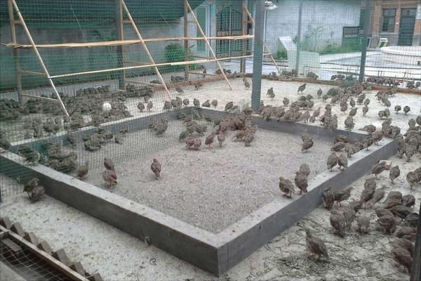 鷓鴣價格多少錢一只?