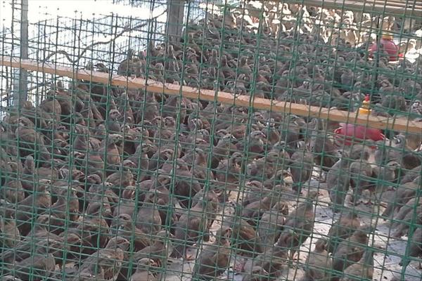 鷓鴣價格多少錢一只?