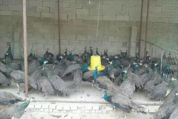 鷓鴣價格多少錢一只?