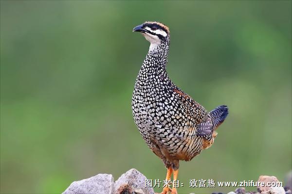 鷓鴣是保護動物嗎?