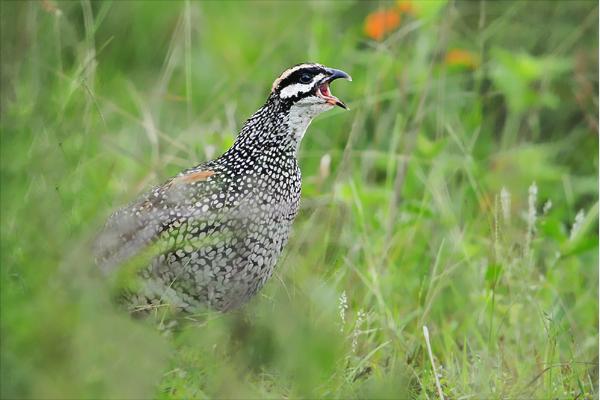 鷓鴣是保護(hù)動(dòng)物嗎?