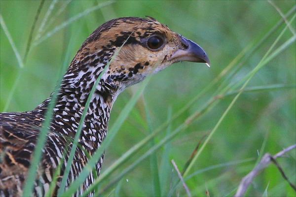 鷓鴣是保護(hù)動(dòng)物嗎?