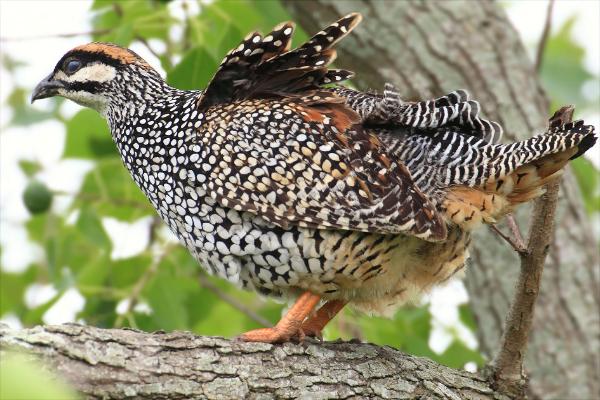 鷓鴣是保護(hù)動(dòng)物嗎?