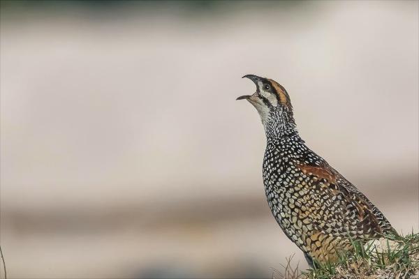 鷓鴣是保護(hù)動(dòng)物嗎?