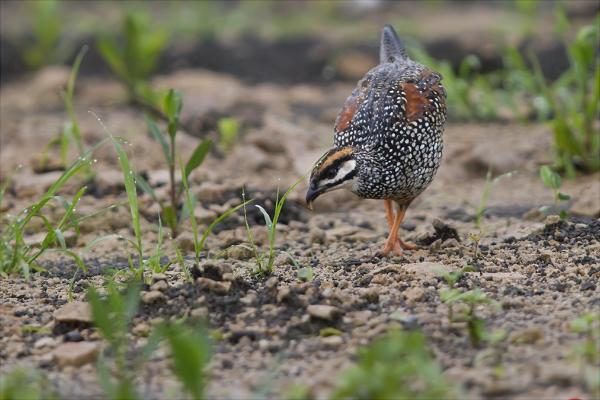 鷓鴣是保護(hù)動(dòng)物嗎?