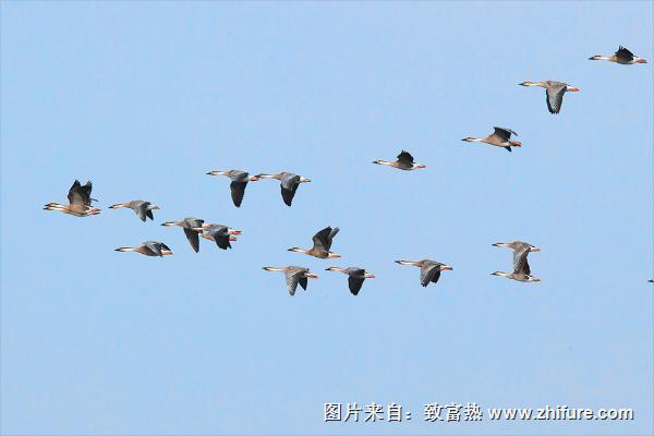 大雁南飛是什么季節？大雁為什么往南飛？