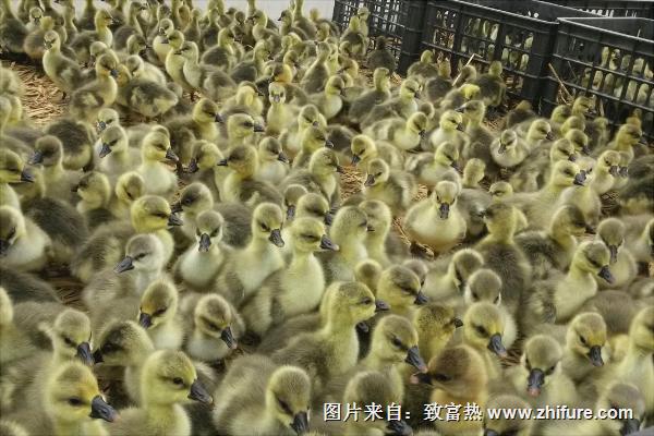 大雁苗價格多少錢一只？