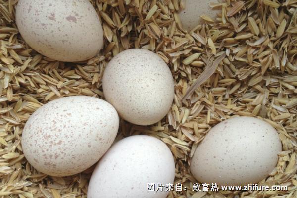 鷓鴣蛋的營養價值與功效作用