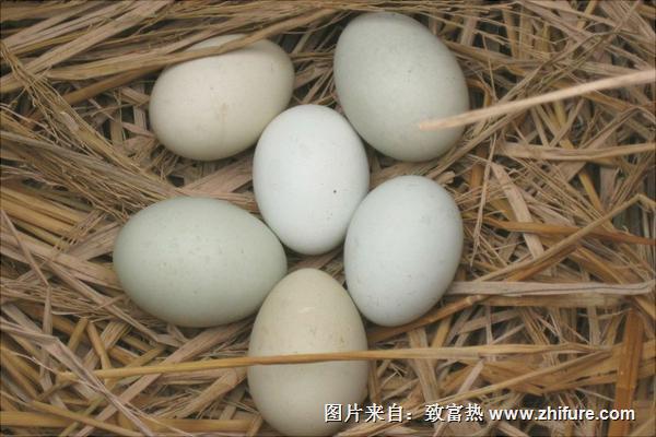 野鴨蛋的營養(yǎng)價值與功效作用