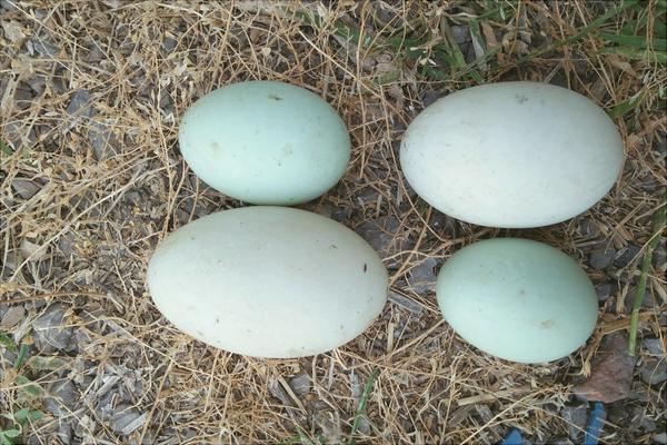 野鴨蛋的營(yíng)養(yǎng)價(jià)值與功效作用