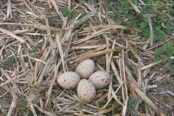 野鴨蛋的營(yíng)養(yǎng)價(jià)值與功效作用