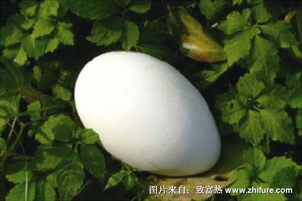 大雁蛋的營養價值與功效作用