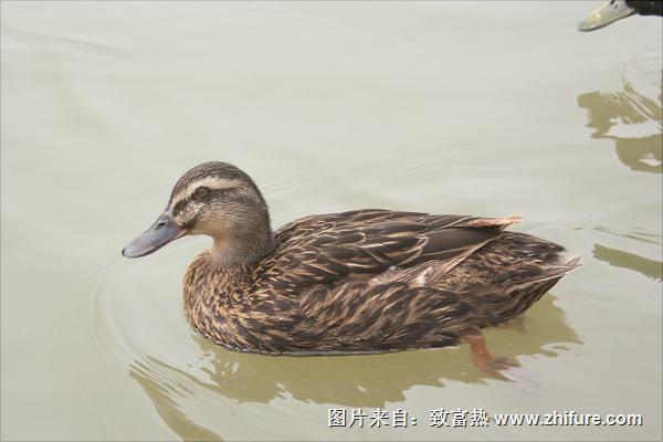 野鴨是保護(hù)動(dòng)物嗎？