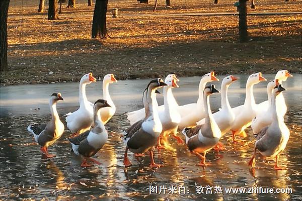 大雁和鵝的區別是什么？