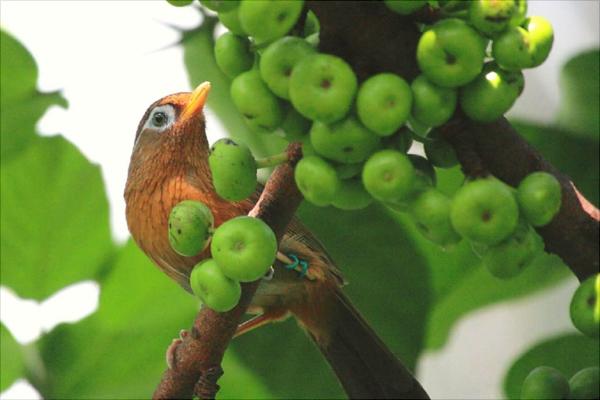 畫眉怎么養(yǎng)？