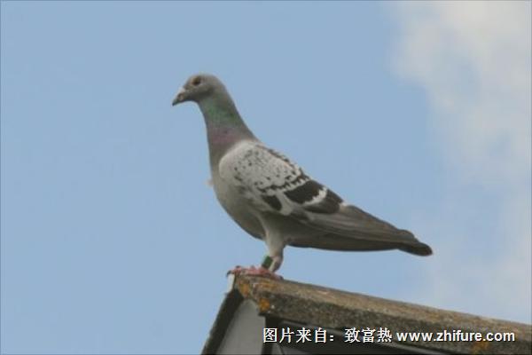 信鴿需要怎么訓(xùn)練？