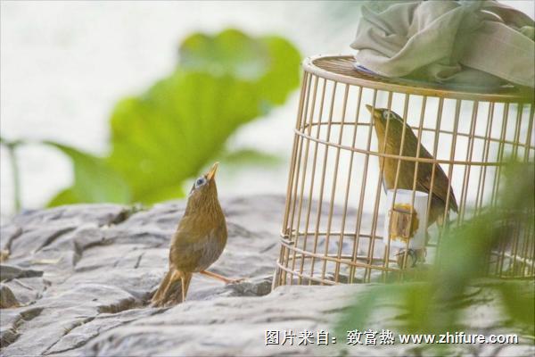 畫眉怎么養(yǎng)？