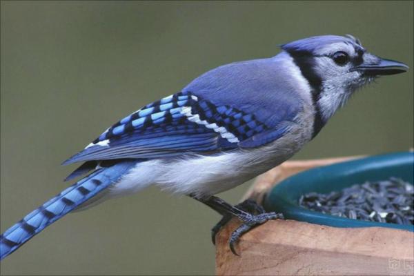 畫眉怎么養(yǎng)？