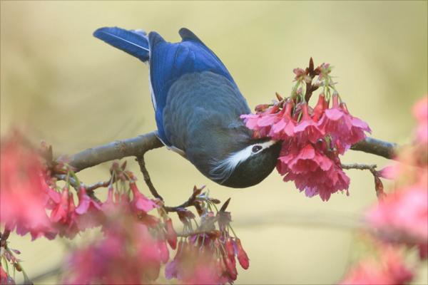 畫眉怎么養(yǎng)？